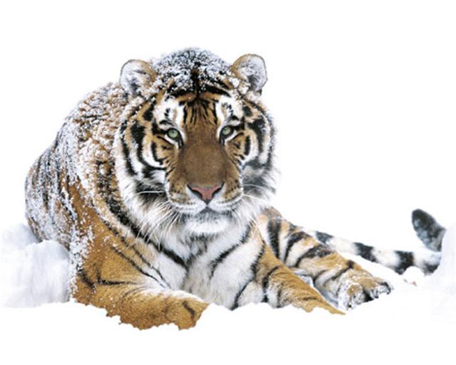 Poster - Siberian tiger